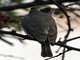 Common Woodshrike (Tephrodornis pondicerianus)