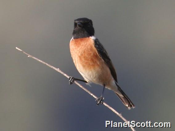 Siberian Stonechat (Saxicola maurus)