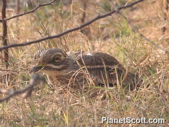 Indian Thick-knee (Burhinus indicus)