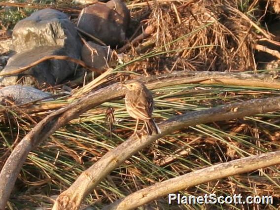 Tawny Pipit (Anthus campestris)