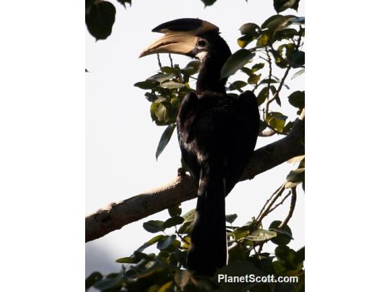 Malabar Pied-Hornbill (Anthracoceros coronatus)