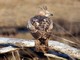 Changeable Hawk-Eagle (Spizaetus cirrhatus) 