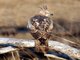 Changeable Hawk-Eagle (Spizaetus cirrhatus)