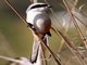 Long-tailed Shrike (Lanius schach)