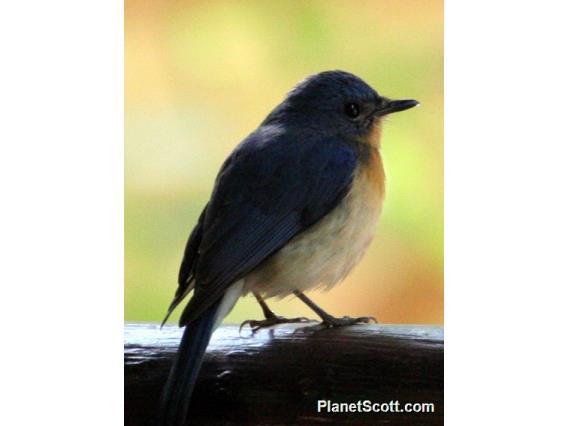 Tickell's Blue-Flycatcher (Cyornis tickelliae)