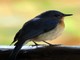 Tickells Blue-Flycatcher (Cyornis tickelliae) 