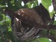 Brown Fish-Owl (Ketupa zeylonensis) 