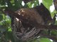 Brown Fish-Owl (Ketupa zeylonensis)
