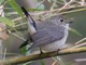 Taiga Flycatcher (Ficedula albicilla) Female 