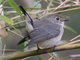 Taiga Flycatcher (Ficedula albicilla) Female