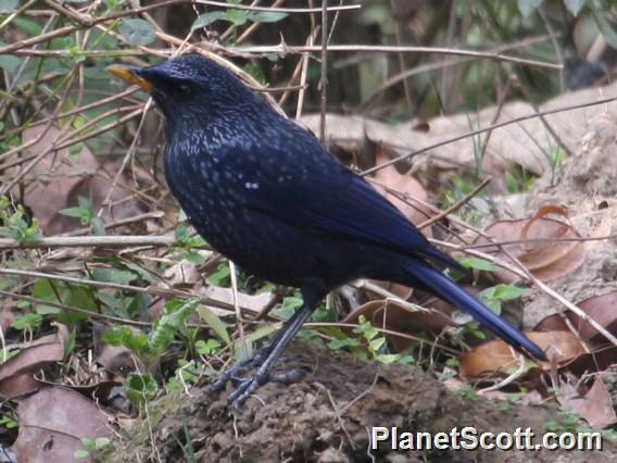 Blue Whistling-Thrush (Myophonus caeruleus)