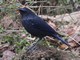 Blue Whistling-Thrush (Myiophonus caeruleus) 