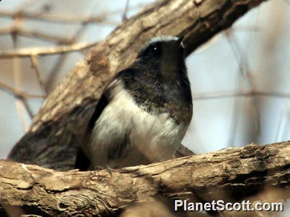 Blue-capped Redstart (Phoenicurus coeruleocephala)