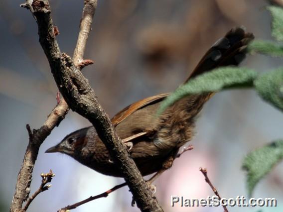 Streaked Laughingthrush (Trochalopteron lineatum)