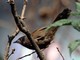 Streaked Laughingthrush (Trochalopteron lineatum) 