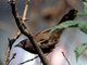 Streaked Laughingthrush (Trochalopteron lineatum)