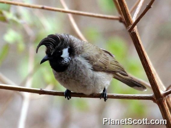 White-Cheeked Bulbul (Pycnonotus leucogenys)