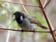 Himalayan Bulbul (Pycnonotus leucogenys) 