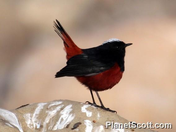 White-Capped Redstart (Phoenicurus leucocephalus)