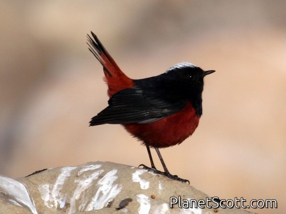 White-capped Water-Redstart (Chaimarrornis leucocephalus) Male