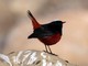 White-capped Water-Redstart (Chaimarrornis leucocephalus) Male 