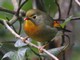 Red-billed Leiothrix (Leiothrix lutea) 