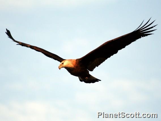 Pallas's Fish-Eagle (Haliaeetus leucoryphus)