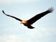 Pallass Sea-Eagle (Haliaeetus leucoryphus) 