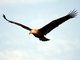 Pallas's Sea-Eagle (Haliaeetus leucoryphus)