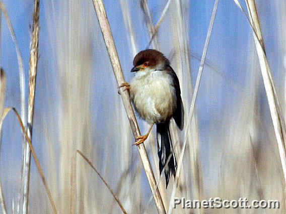 Yellow-eyed Babbler (Chrysomma sinense)