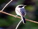 Grey Bushchat (Saxicola ferrea) Male