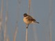 Grey Bushchat (Saxicola ferrea) Female