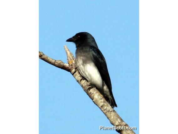 White-bellied Drongo (Dicrurus caerulescens)