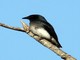 White-bellied Drongo (Dicrurus caerulescens) 