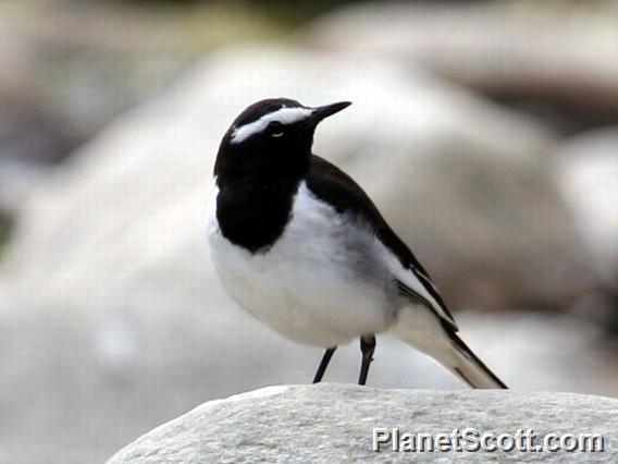 White-browed Wagtail (Motacilla maderaspatensis)