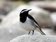 White-browed Wagtail (Motacilla maderaspatensis) 