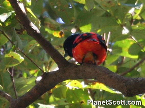 Scarlet Minivet (Pericrocotus speciosus)