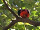 Scarlet Minivet (Pericrocotus flammeus) 