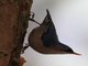 Velvet-fronted Nuthatch (Sitta frontalis)