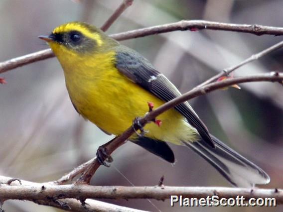 Yellow-bellied Fairy-Fantail (Chelidorhynx hypoxanthus)