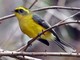 Yellow-bellied Fantail (Rhipidura hypoxantha) 