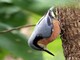 Chestnut-bellied Nuthatch (Sitta cinnamoventris) 