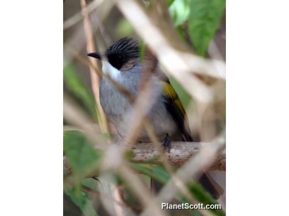 Ashy Bulbul (Hemixos flavala)