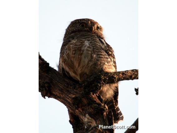 Asian Barred Owlet (Glaucidium cuculoides)