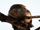 Asian Barred Owlet (Glaucidium cuculoides)