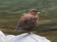 Brown Dipper (Cinclus pallasii) 