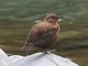 Brown Dipper (Cinclus pallasii)