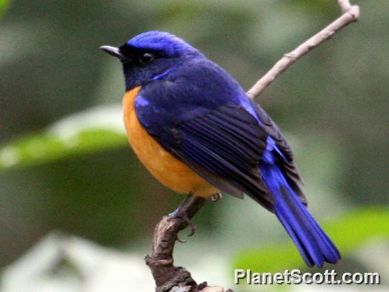 Rufous-bellied Niltava (Niltava sundara)