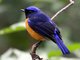 Rufous-bellied Niltava (Niltava sundara)