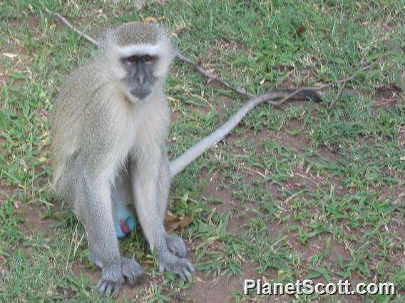 Vervet Monkey (Chlorocebus pygerythrus)